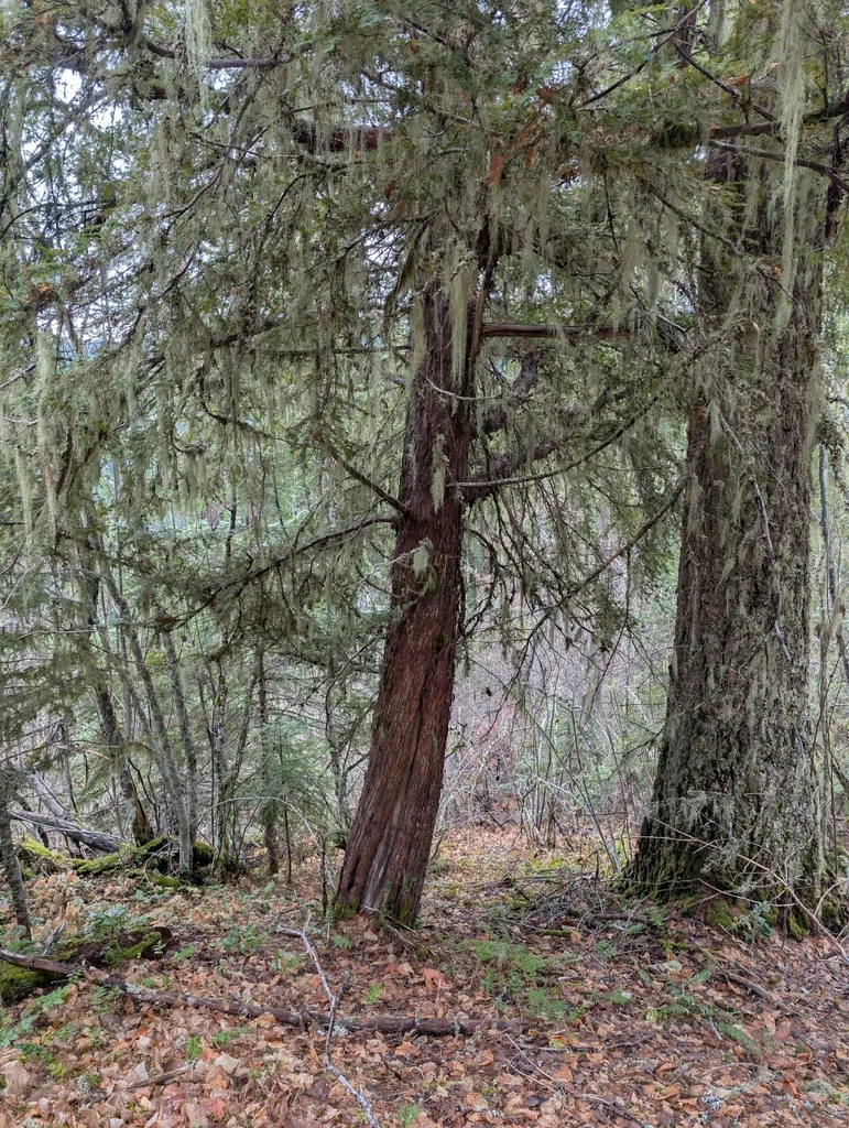 Taxus Brevifolia