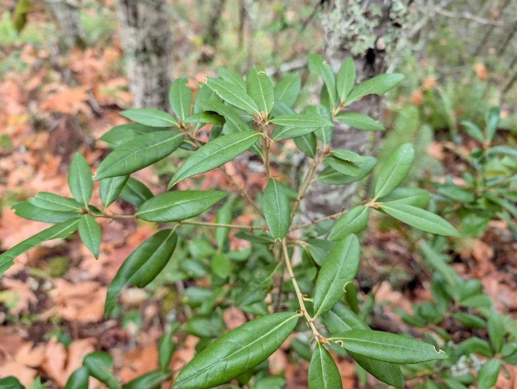 Chrysolepis Chrysophylla