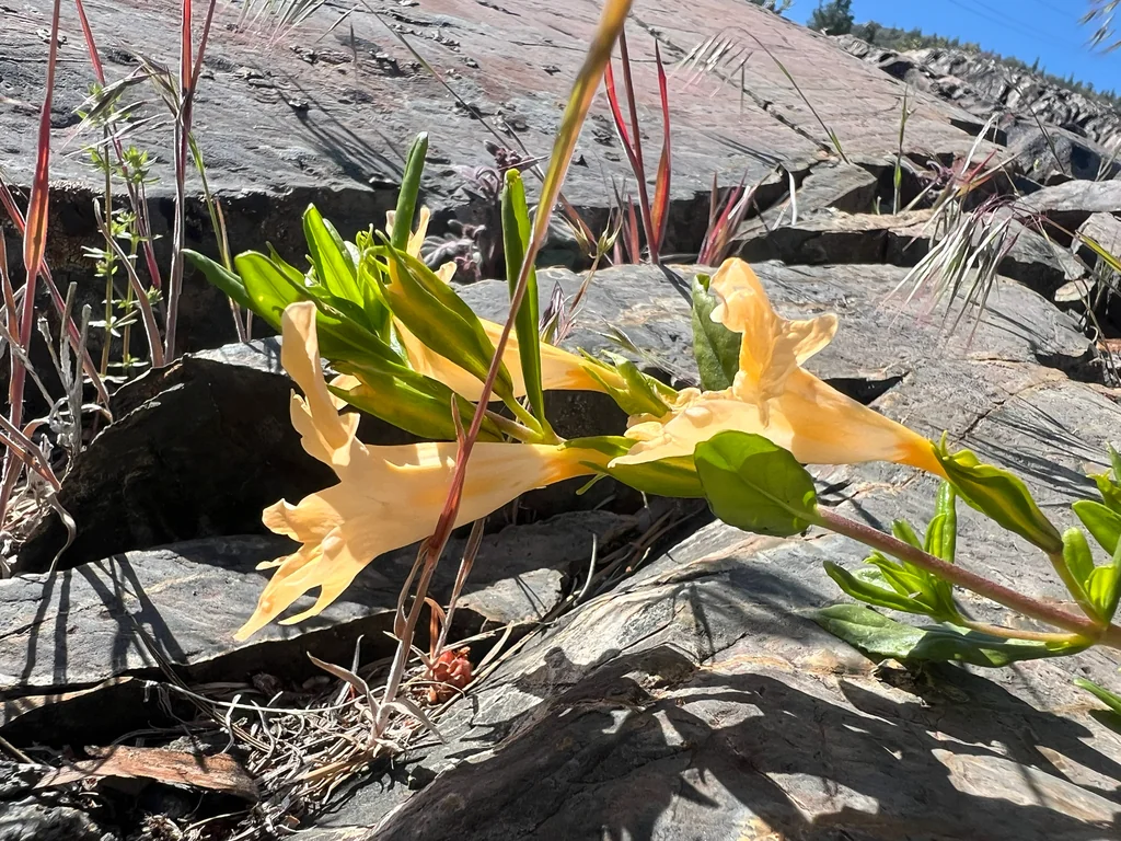 Diplacus Grandiflorus