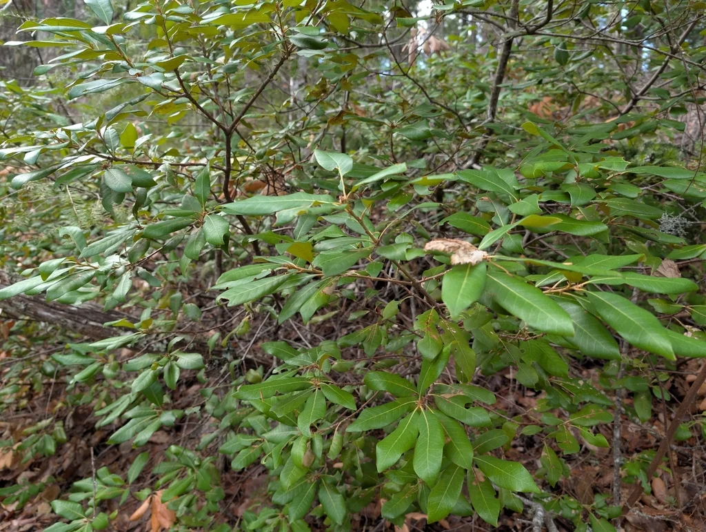 Chrysolepis Chrysophylla