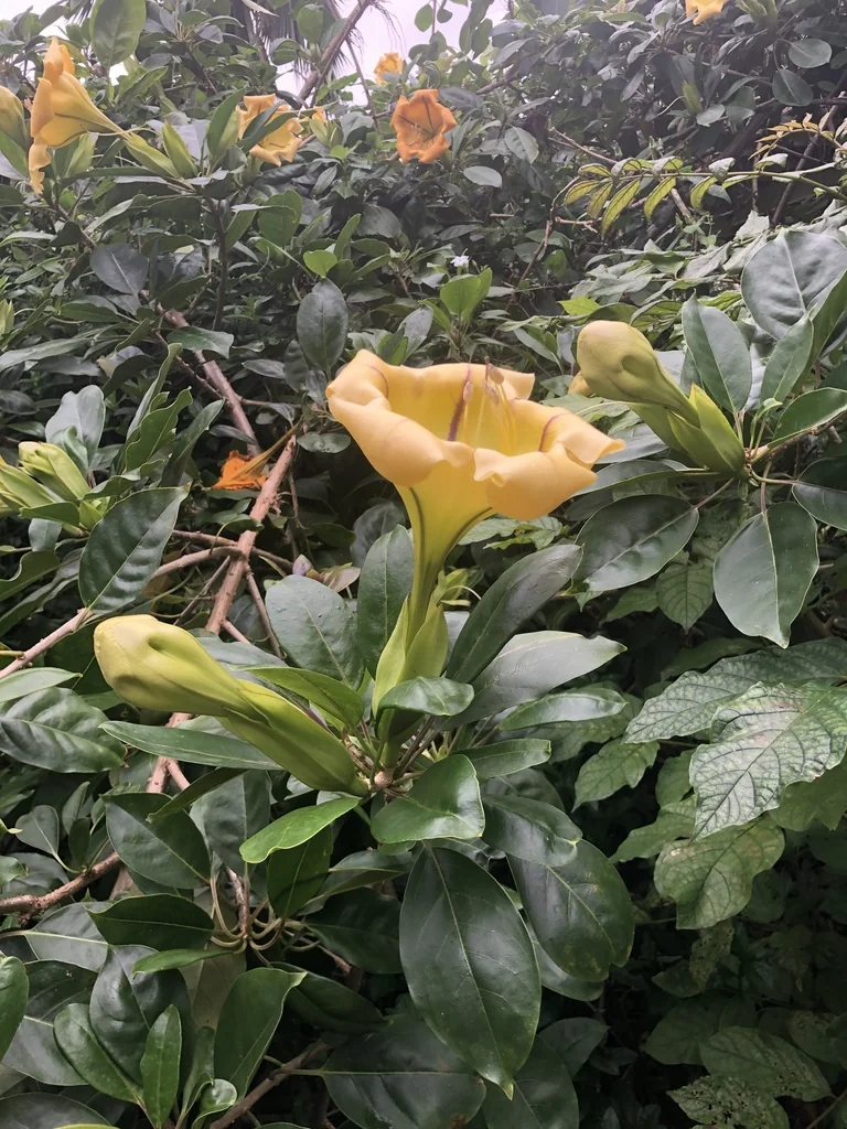 Solandra Maxima