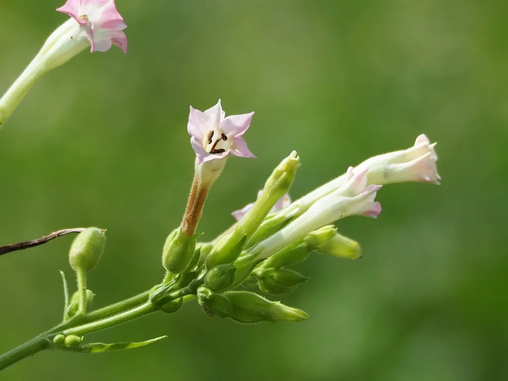 Nicotiana Tabacum