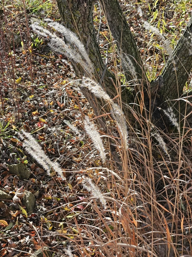 Miscanthus Transmorrisonensis