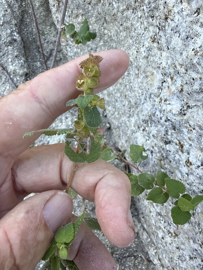 Acalypha Californica