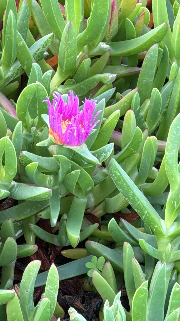 Carpobrotus Chilensis