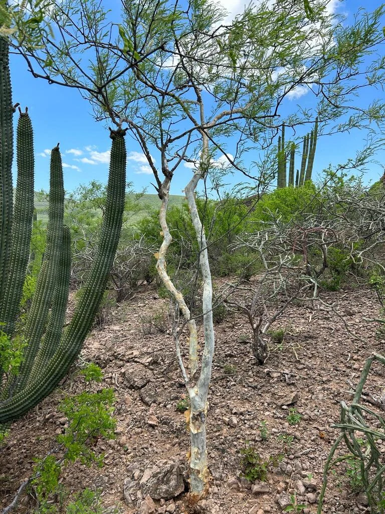 Acacia Willardiana