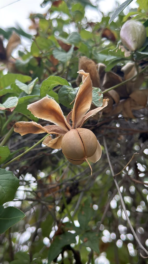Merremia Aurea