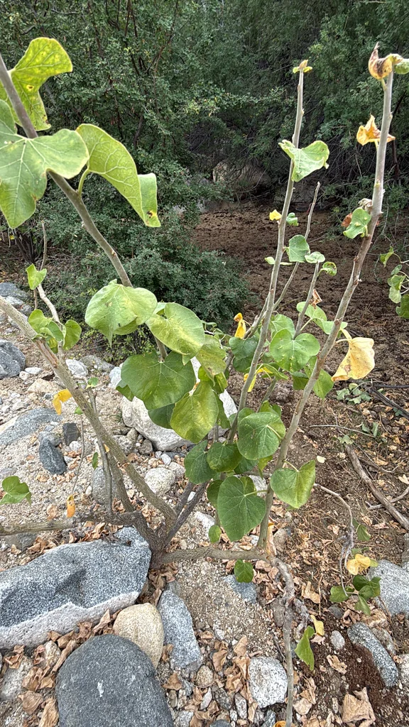 Jatropha Cinerea