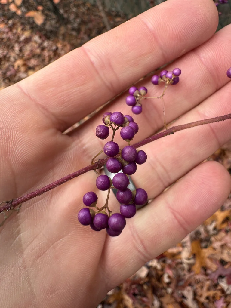 Callicarpa Dichotoma