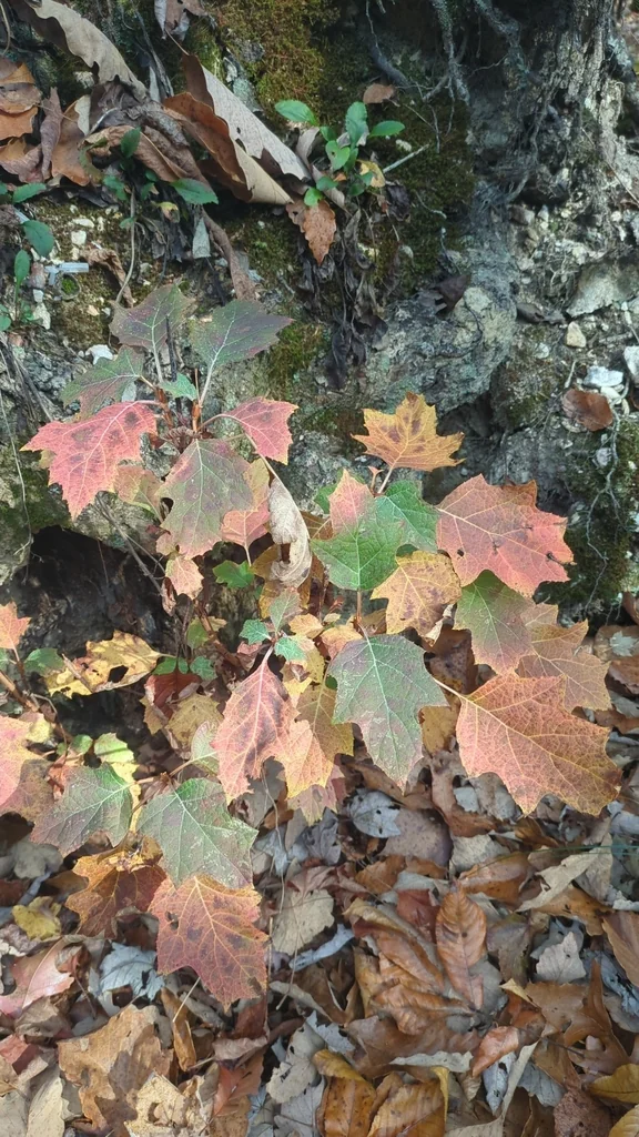 Hydrangea quercifolia