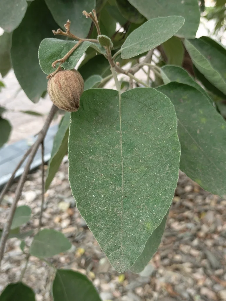 Cordia Boissieri