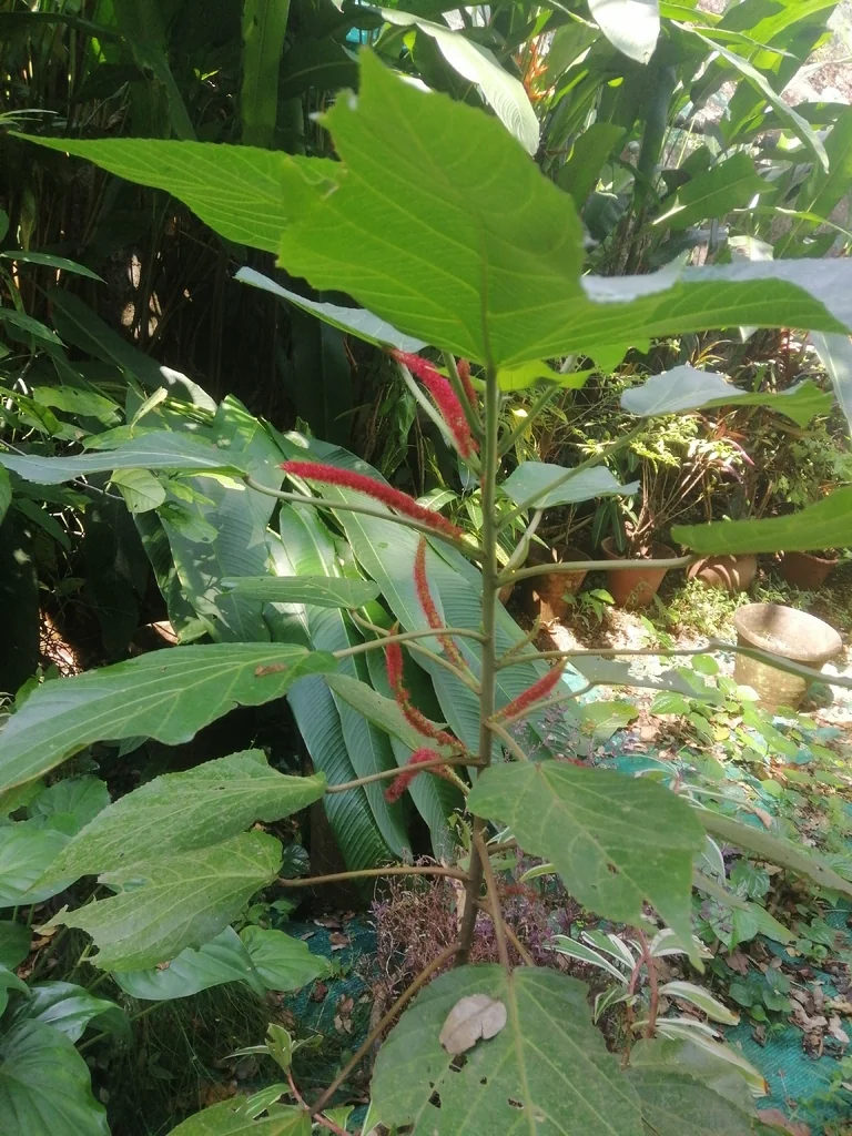 Acalypha hispida
