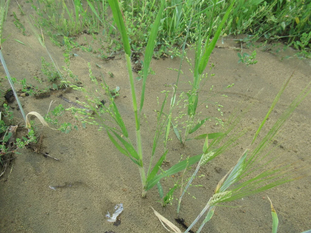 Panicum Miliaceum