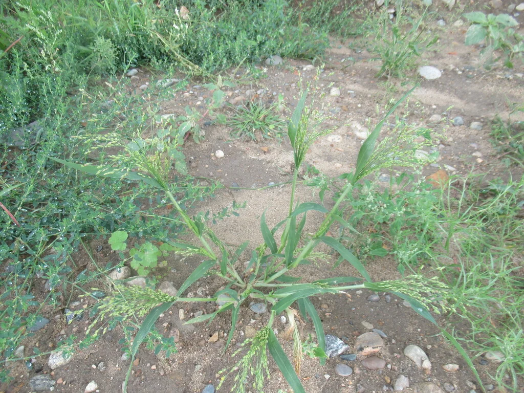 Panicum Miliaceum