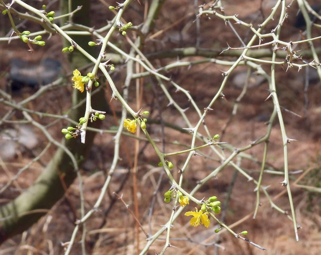 Parkinsonia Praecox