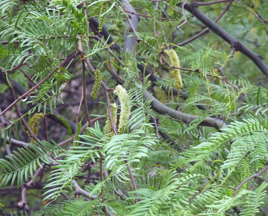 Prosopis Chilensis