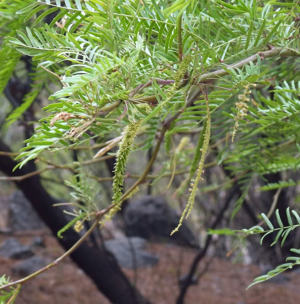 Prosopis Chilensis