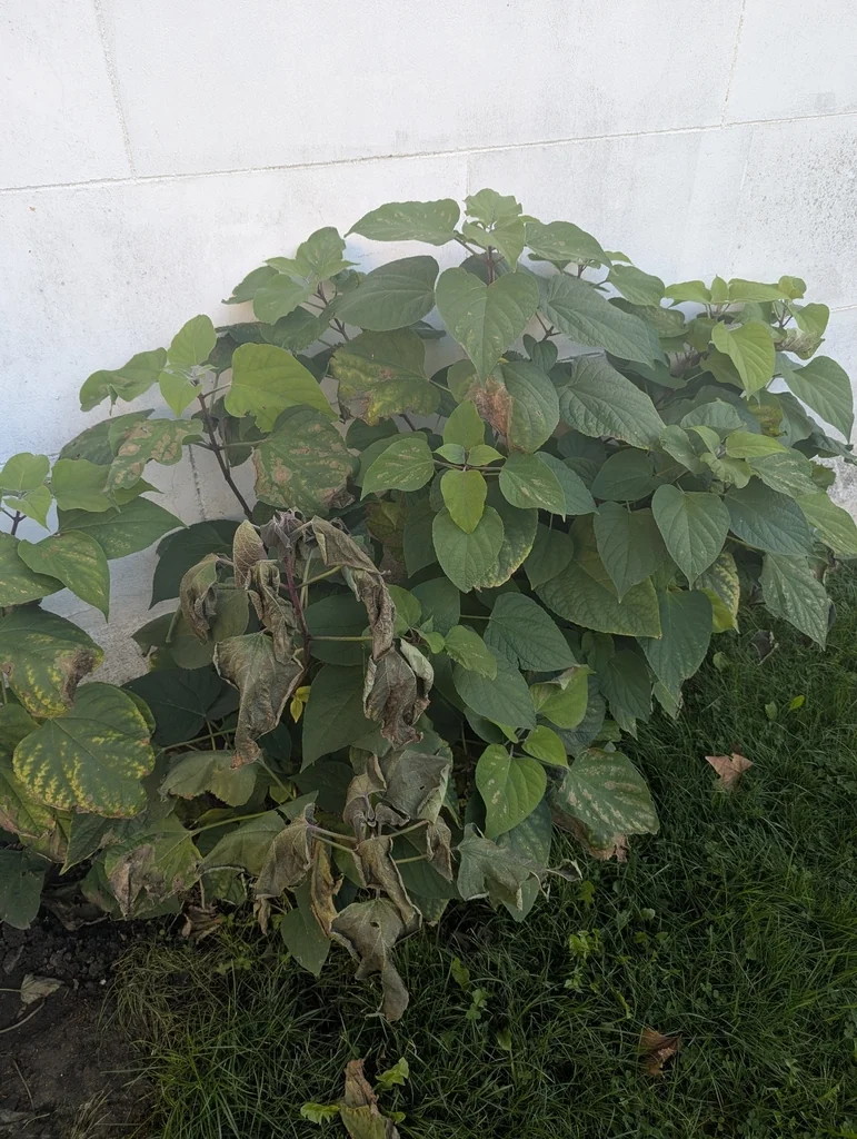 Clerodendrum Trichotomum