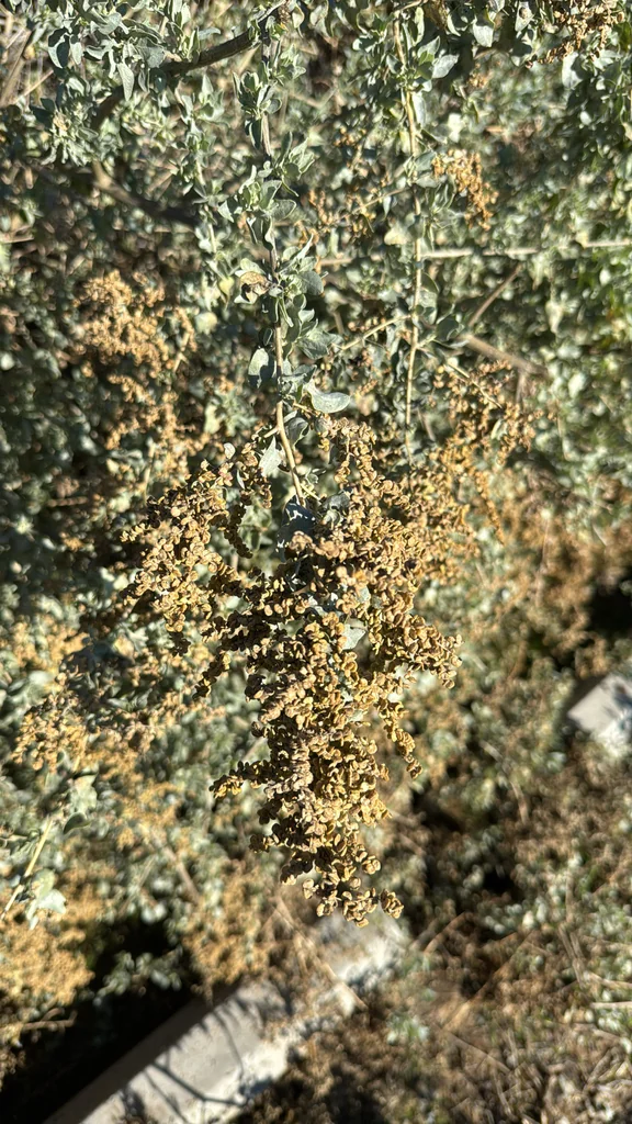 Atriplex Lentiformis