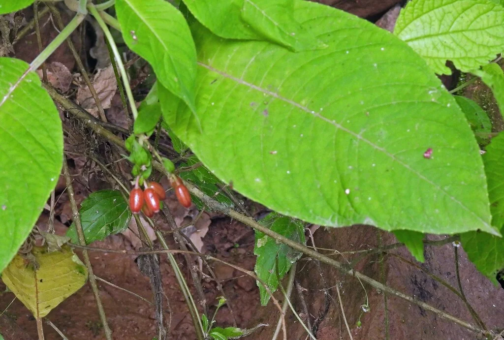 Fuchsia Boliviana
