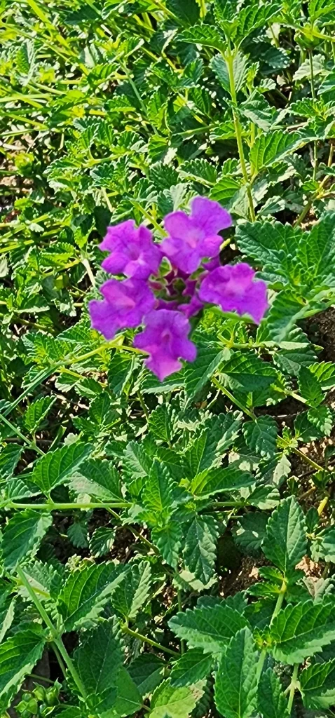 Lantana montevidensis
