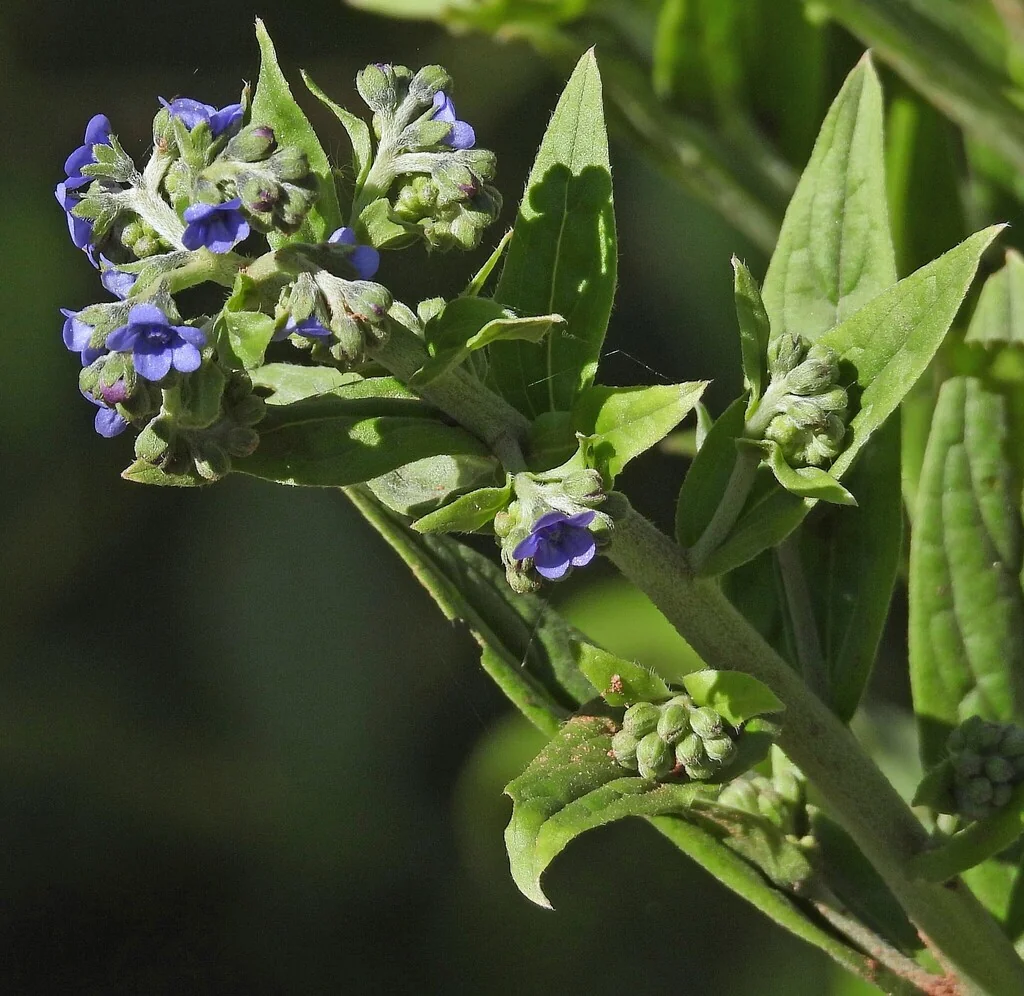 Cynoglossum Amabile