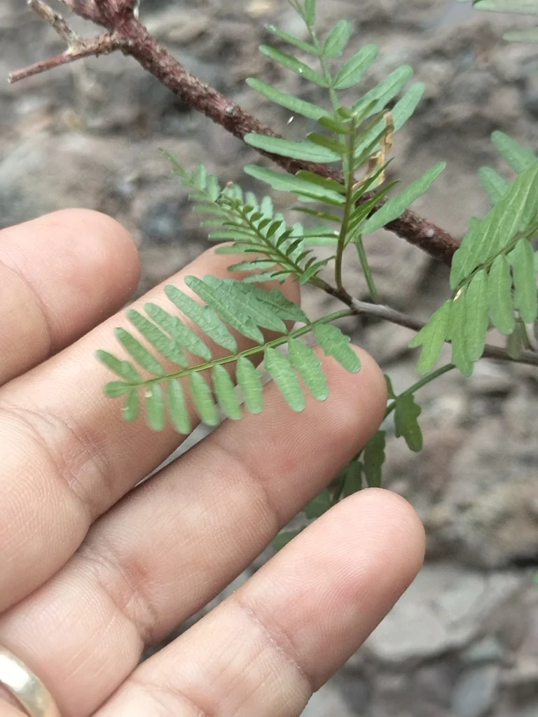 Bursera Microphylla