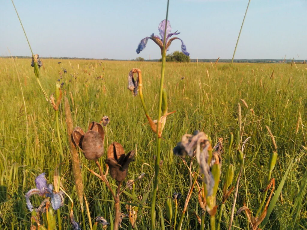Iris Sibirica