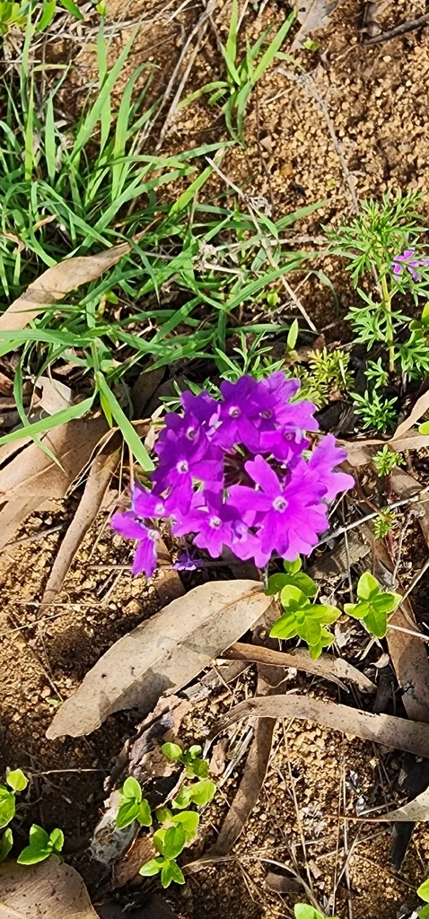 Verbena Tenuisecta