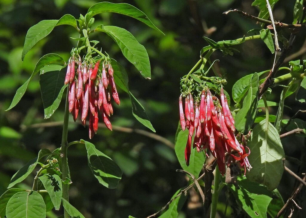 Fuchsia Boliviana