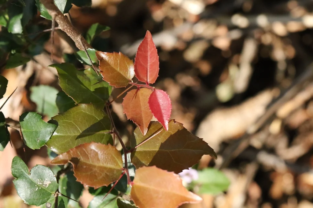 Xylosma Congestum