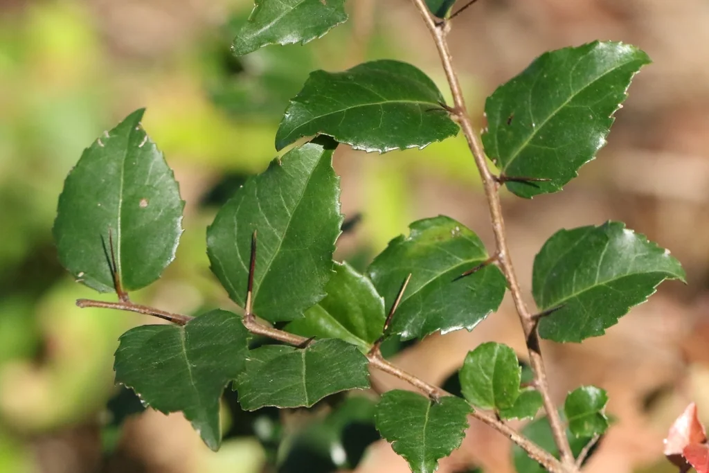 Xylosma Congestum