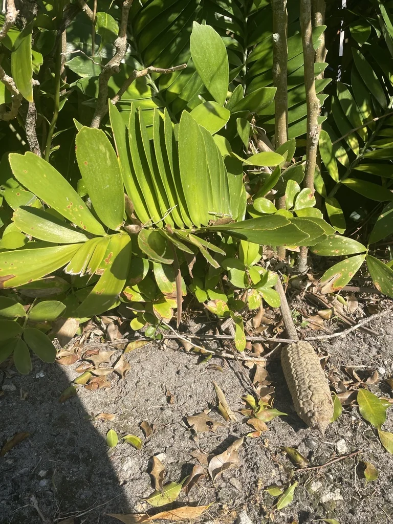 Zamia Furfuracea