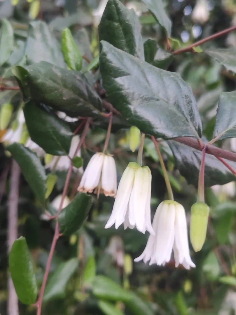 Crinodendron Patagua