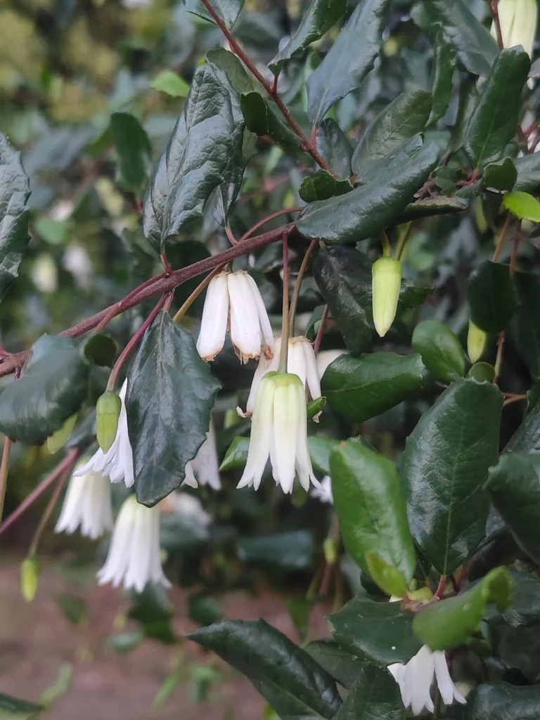 Crinodendron Patagua