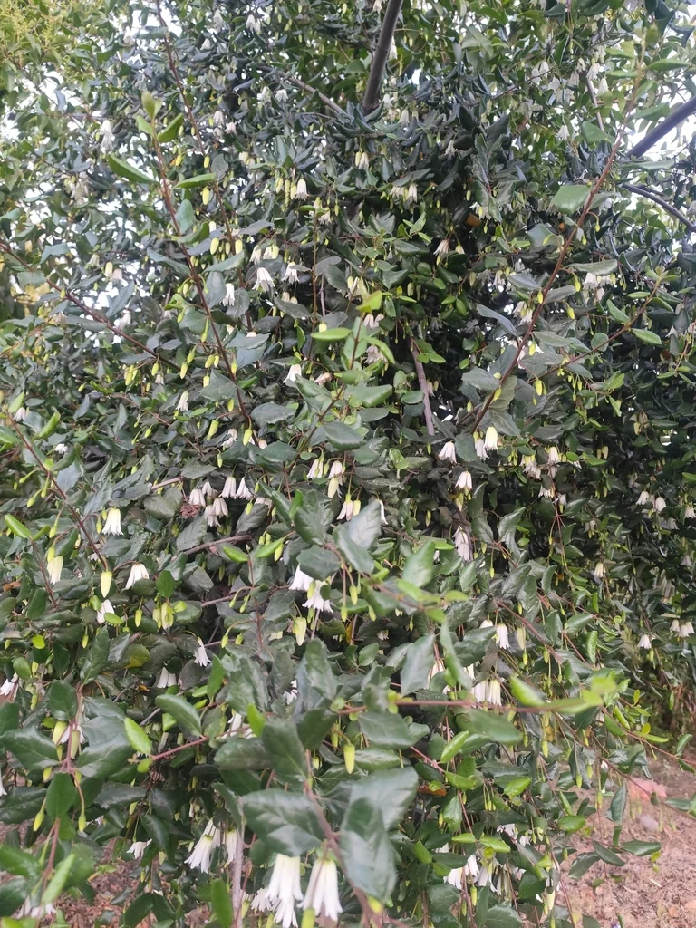 Crinodendron Patagua