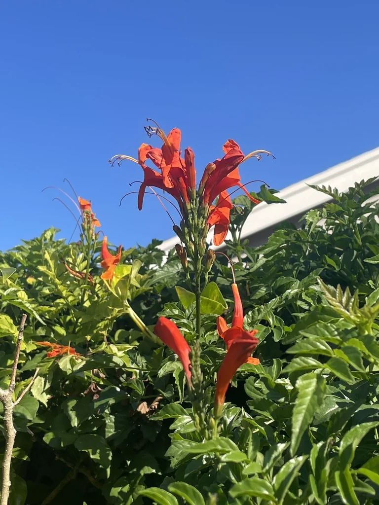 Tecoma Capensis