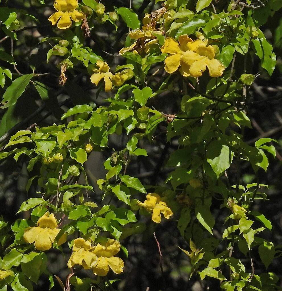 Macfadyena Unguis-Cati