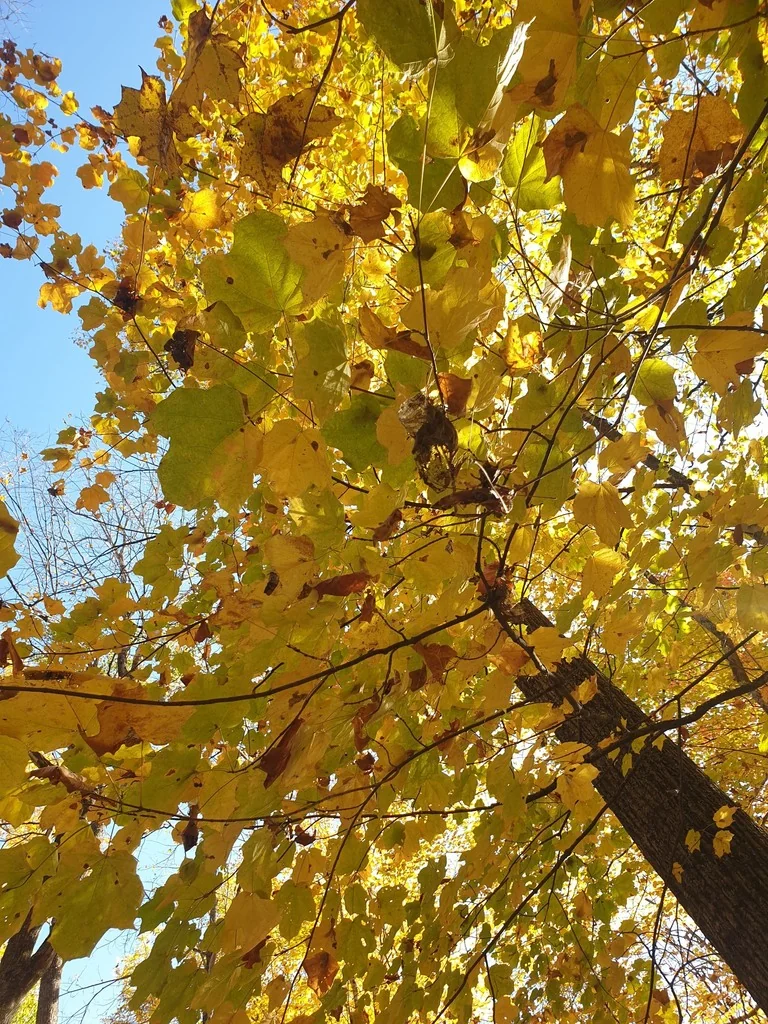Acer Saccharum Subsp. Nigrum
