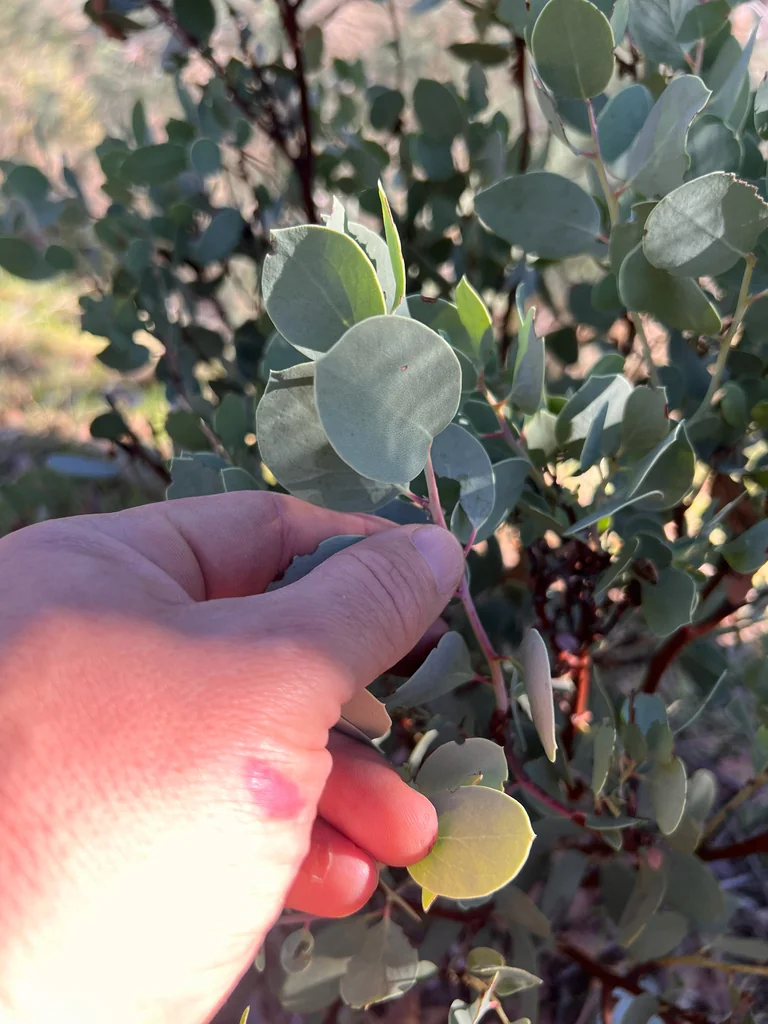Arctostaphylos Viscida