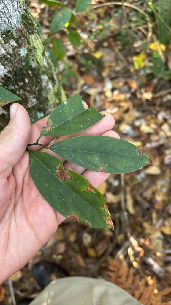 Itea virginica