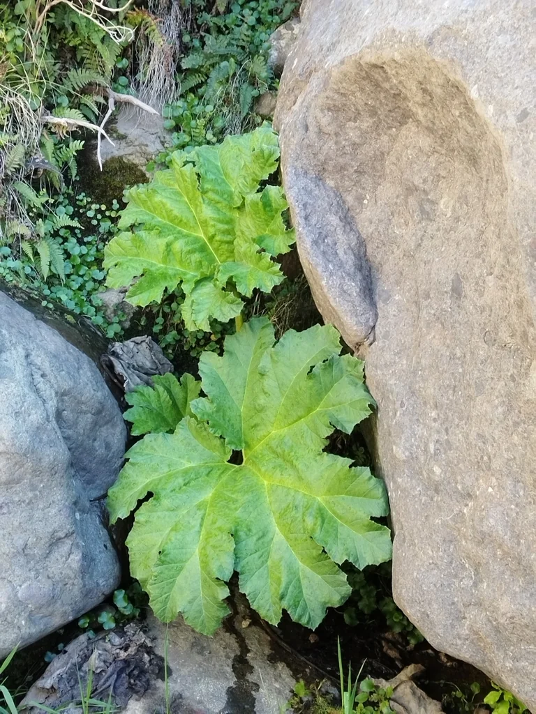 Gunnera Tinctoria