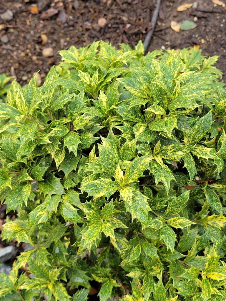 Osmanthus Heterophyllus