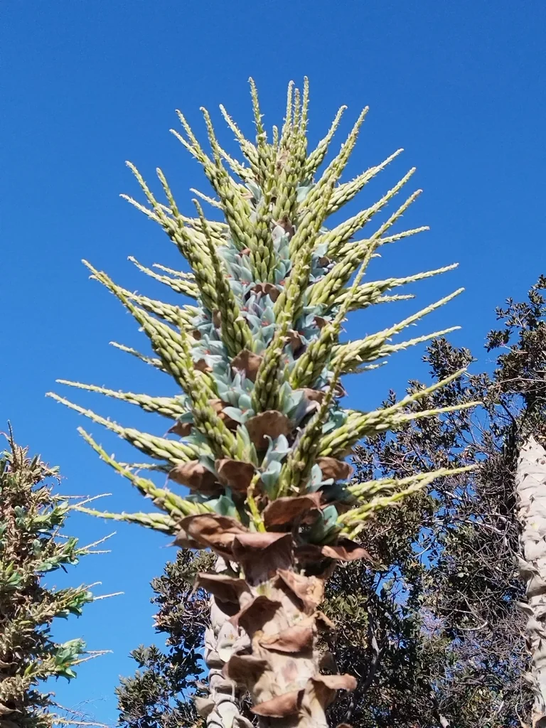 Puya Alpestris