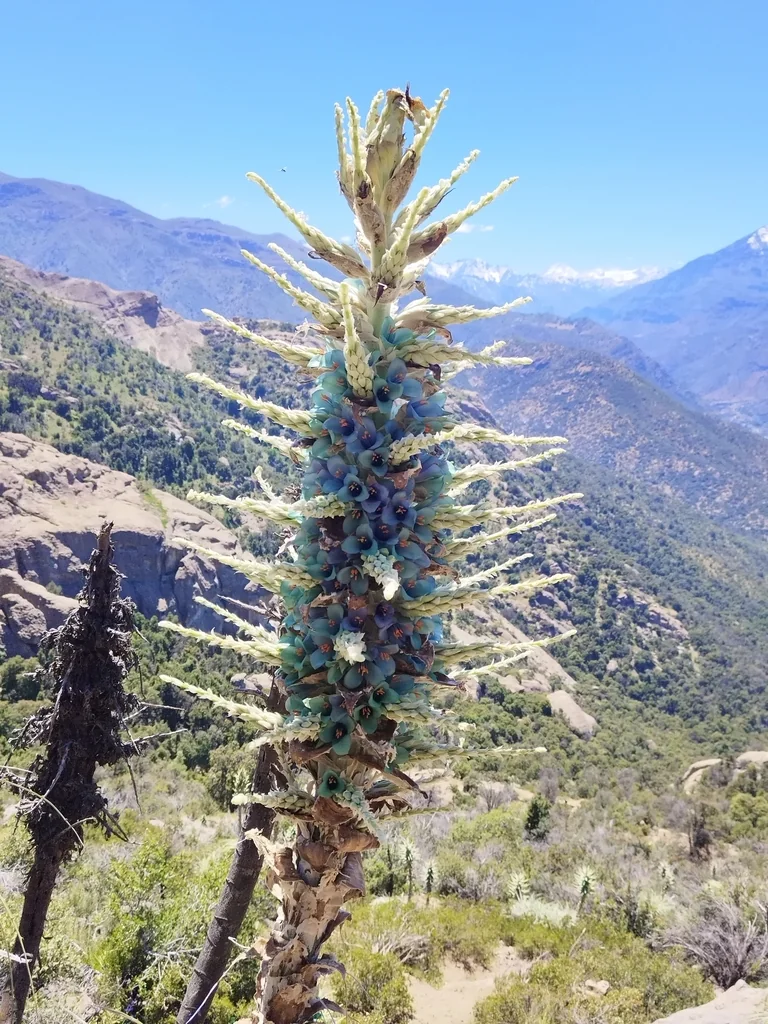 Puya Alpestris