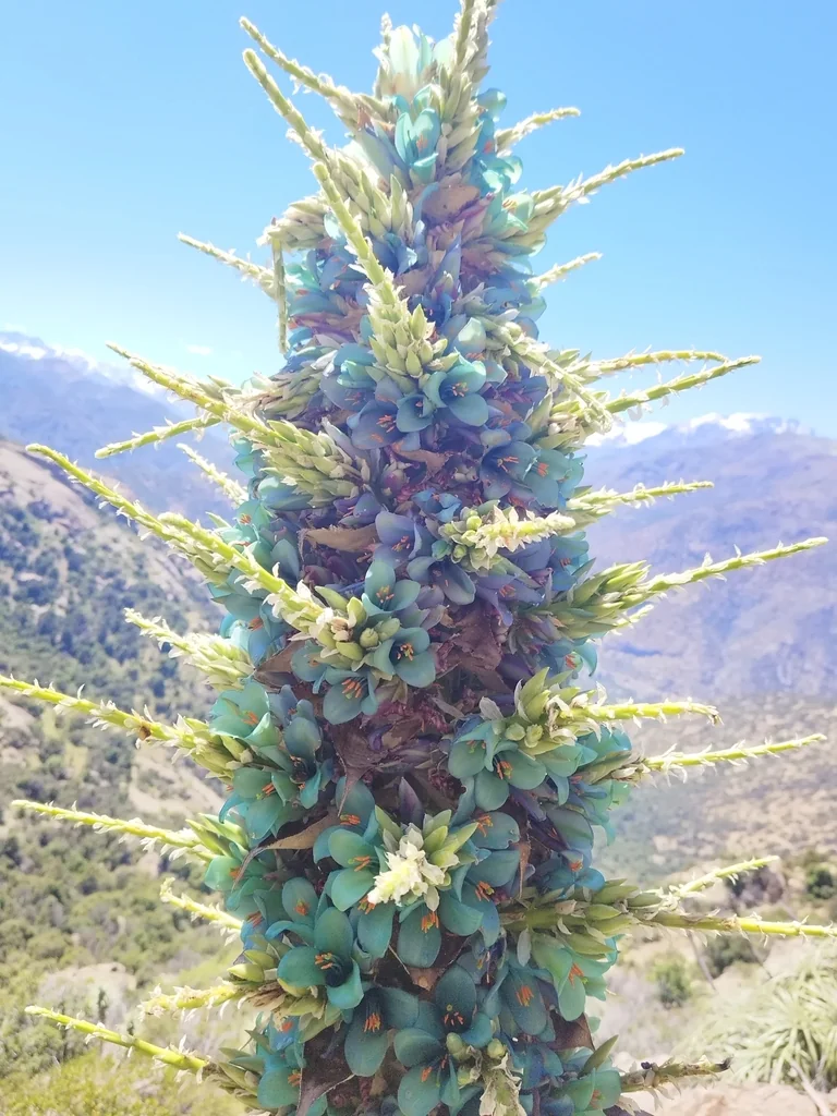 Puya Alpestris