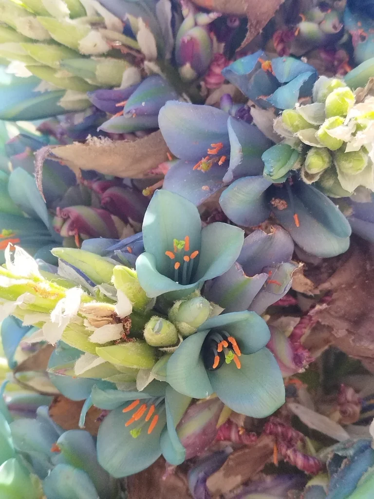 Puya Alpestris