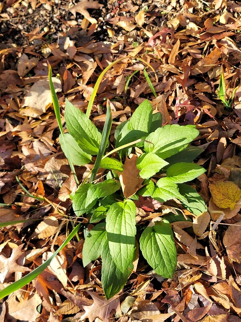Rudbeckia Fulgida