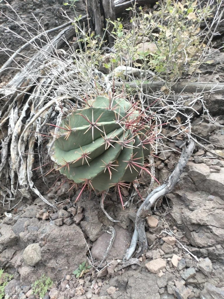 Ferocactus Emoryi Ssp. Rectispinus