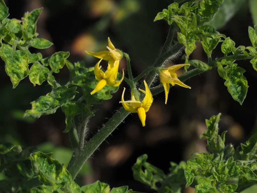 Solanum Lycopersicum Var. Cerasiforme